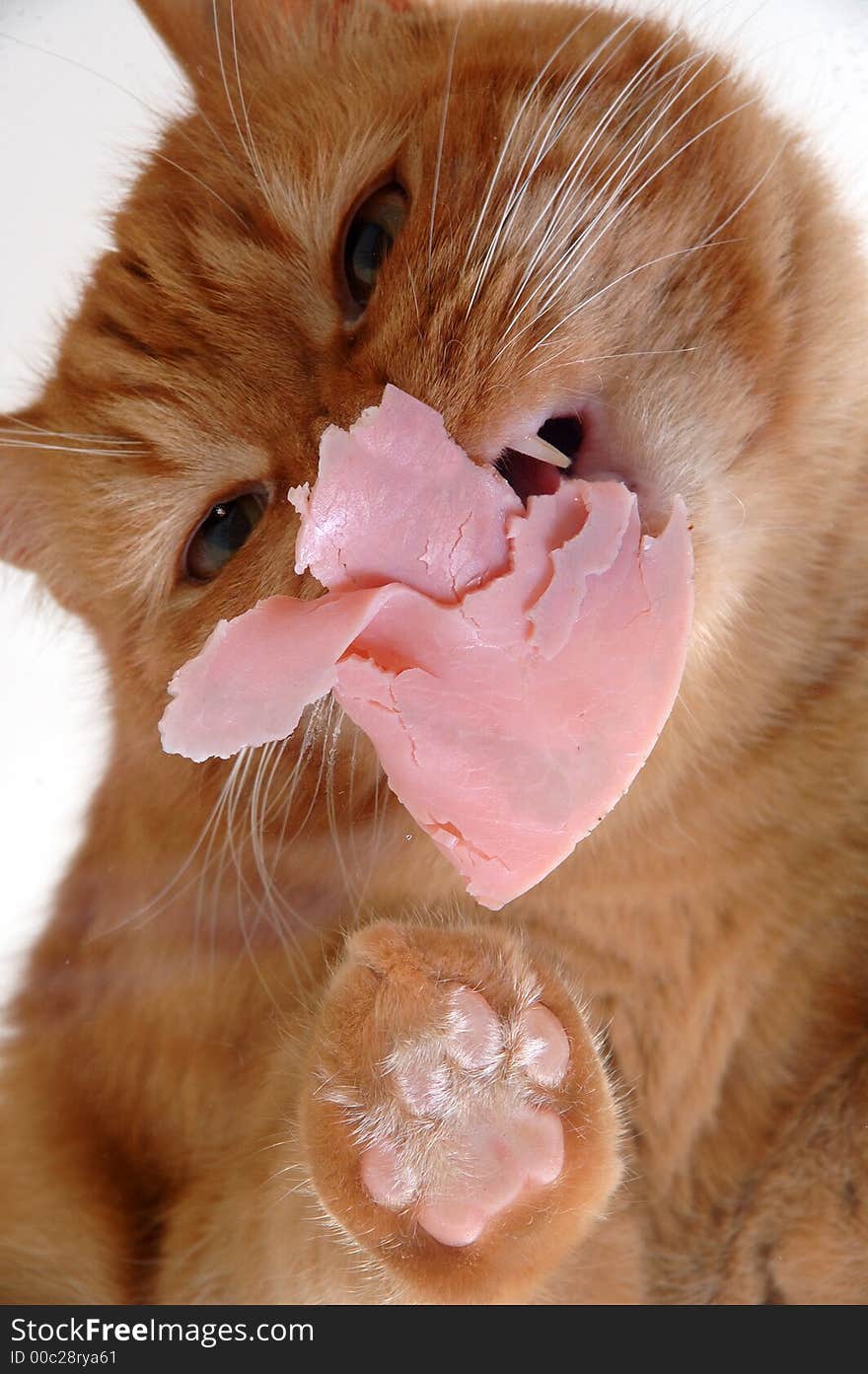 Cat is eating meat on a glass table. Cat is eating meat on a glass table.