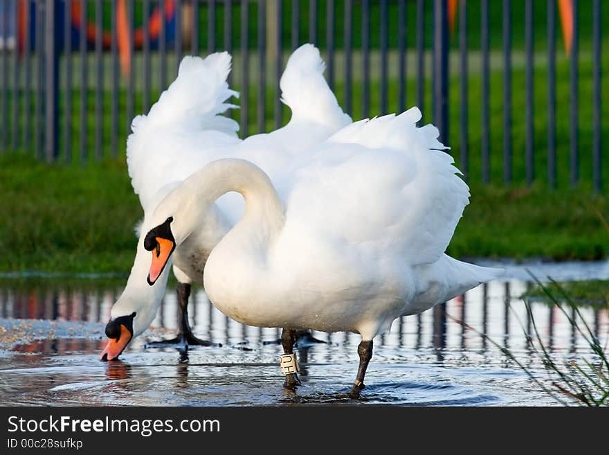 A pair of swans beside a lake. A pair of swans beside a lake
