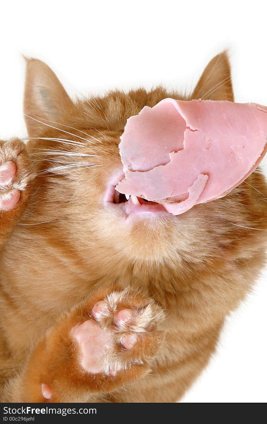 Cat is eating meat on a glass table. Cat is eating meat on a glass table