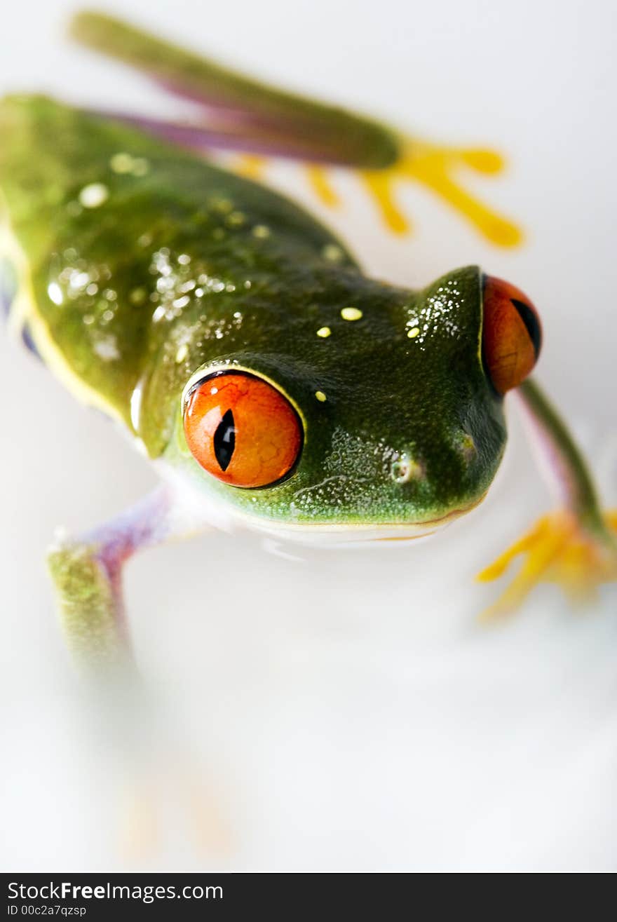 Frog - small animal with smooth skin and long legs that are used for jumping. Frogs live in or near water. / The Agalychnis callidryas, commonly know as the Red-eyed tree Frog is a small (50-75 mm / 2-3 inches) tree frog native to rainforests of Central America. Frog - small animal with smooth skin and long legs that are used for jumping. Frogs live in or near water. / The Agalychnis callidryas, commonly know as the Red-eyed tree Frog is a small (50-75 mm / 2-3 inches) tree frog native to rainforests of Central America.