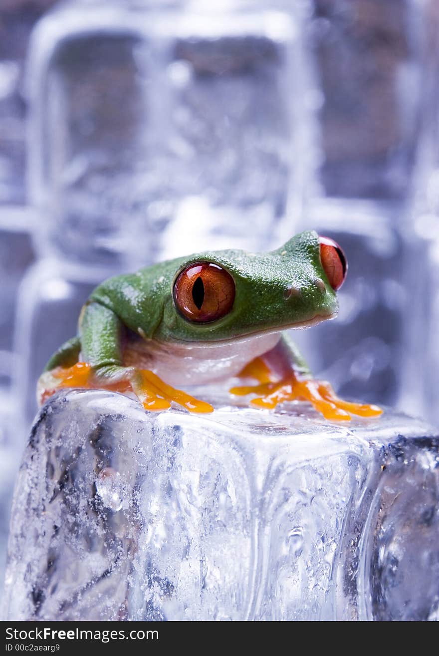 Frog - small animal with smooth skin and long legs that are used for jumping. Frogs live in or near water. / The Agalychnis callidryas, commonly know as the Red-eyed tree Frog is a small (50-75 mm / 2-3 inches) tree frog native to rainforests of Central America. Frog - small animal with smooth skin and long legs that are used for jumping. Frogs live in or near water. / The Agalychnis callidryas, commonly know as the Red-eyed tree Frog is a small (50-75 mm / 2-3 inches) tree frog native to rainforests of Central America.