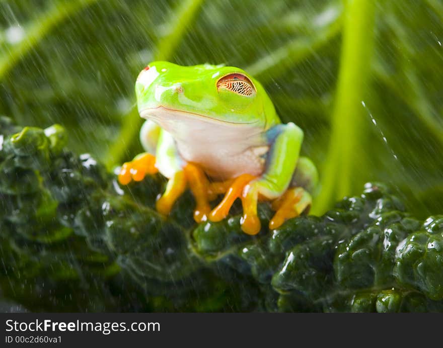 Frog - small animal with smooth skin and long legs that are used for jumping. Frogs live in or near water. / The Agalychnis callidryas, commonly know as the Red-eyed tree Frog is a small (50-75 mm / 2-3 inches) tree frog native to rainforests of Central America. Frog - small animal with smooth skin and long legs that are used for jumping. Frogs live in or near water. / The Agalychnis callidryas, commonly know as the Red-eyed tree Frog is a small (50-75 mm / 2-3 inches) tree frog native to rainforests of Central America.