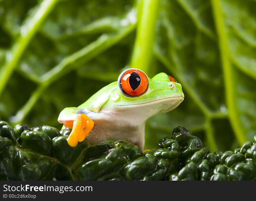 Frog - small animal with smooth skin and long legs that are used for jumping. Frogs live in or near water. / The Agalychnis callidryas, commonly know as the Red-eyed tree Frog is a small (50-75 mm / 2-3 inches) tree frog native to rainforests of Central America. Frog - small animal with smooth skin and long legs that are used for jumping. Frogs live in or near water. / The Agalychnis callidryas, commonly know as the Red-eyed tree Frog is a small (50-75 mm / 2-3 inches) tree frog native to rainforests of Central America.