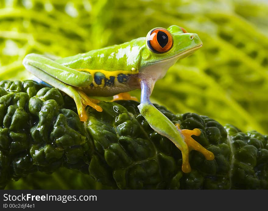 Frog - small animal with smooth skin and long legs that are used for jumping. Frogs live in or near water. / The Agalychnis callidryas, commonly know as the Red-eyed tree Frog is a small (50-75 mm / 2-3 inches) tree frog native to rainforests of Central America. Frog - small animal with smooth skin and long legs that are used for jumping. Frogs live in or near water. / The Agalychnis callidryas, commonly know as the Red-eyed tree Frog is a small (50-75 mm / 2-3 inches) tree frog native to rainforests of Central America.