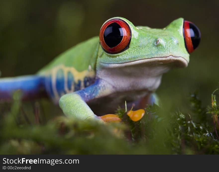 Frog - small animal with smooth skin and long legs that are used for jumping. Frogs live in or near water. / The Agalychnis callidryas, commonly know as the Red-eyed tree Frog is a small (50-75 mm / 2-3 inches) tree frog native to rainforests of Central America. Frog - small animal with smooth skin and long legs that are used for jumping. Frogs live in or near water. / The Agalychnis callidryas, commonly know as the Red-eyed tree Frog is a small (50-75 mm / 2-3 inches) tree frog native to rainforests of Central America.