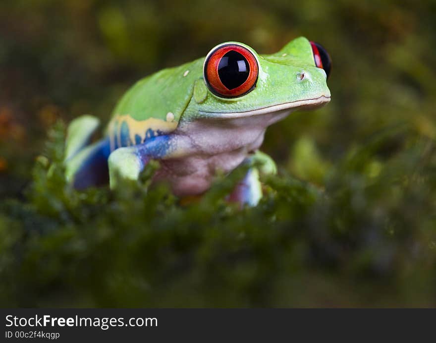 Frog - small animal with smooth skin and long legs that are used for jumping. Frogs live in or near water. / The Agalychnis callidryas, commonly know as the Red-eyed tree Frog is a small (50-75 mm / 2-3 inches) tree frog native to rainforests of Central America. Frog - small animal with smooth skin and long legs that are used for jumping. Frogs live in or near water. / The Agalychnis callidryas, commonly know as the Red-eyed tree Frog is a small (50-75 mm / 2-3 inches) tree frog native to rainforests of Central America.