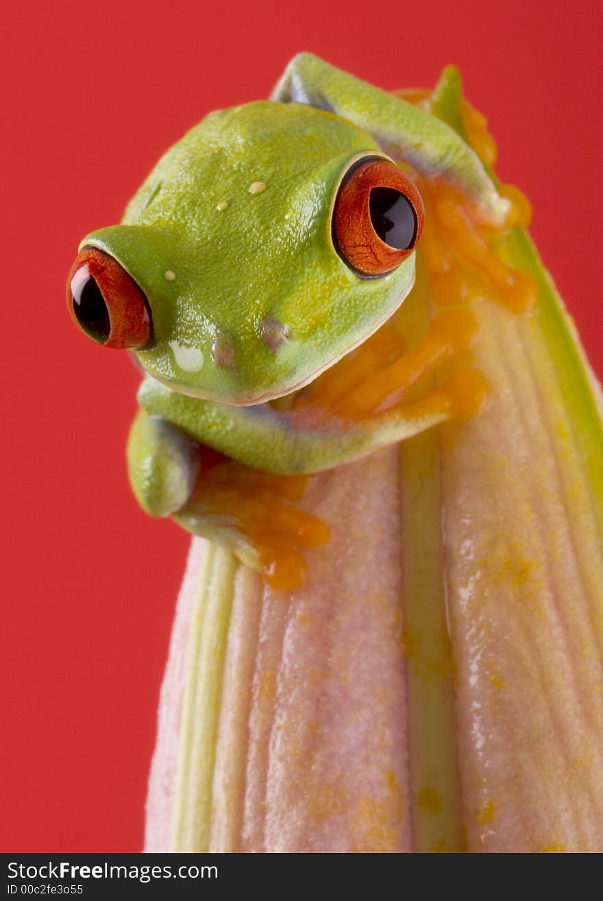 Red Eyed Tree Frog