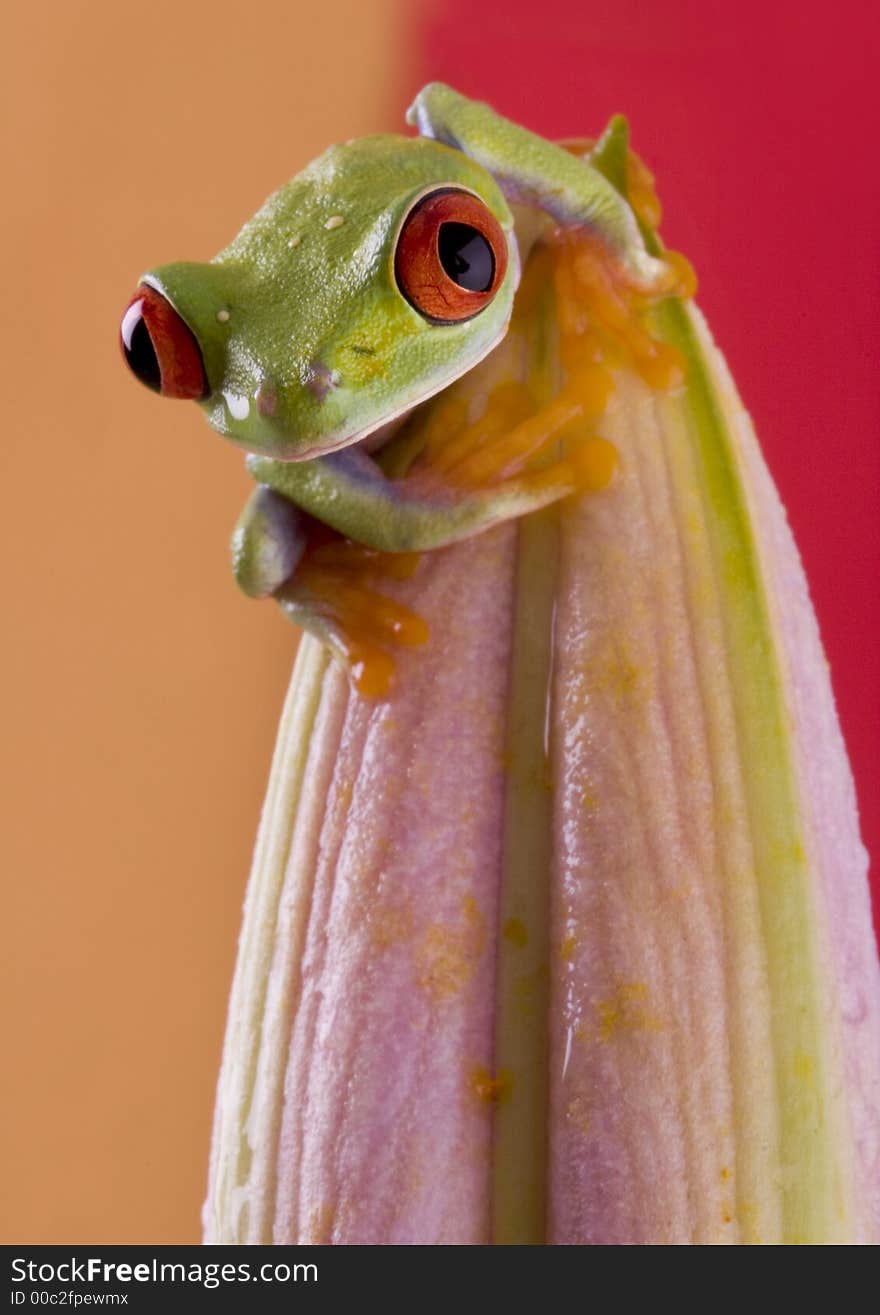 Frog - small animal with smooth skin and long legs that are used for jumping. Frogs live in or near water. / The Agalychnis callidryas, commonly know as the Red-eyed tree Frog is a small (50-75 mm / 2-3 inches) tree frog native to rainforests of Central America. Frog - small animal with smooth skin and long legs that are used for jumping. Frogs live in or near water. / The Agalychnis callidryas, commonly know as the Red-eyed tree Frog is a small (50-75 mm / 2-3 inches) tree frog native to rainforests of Central America.