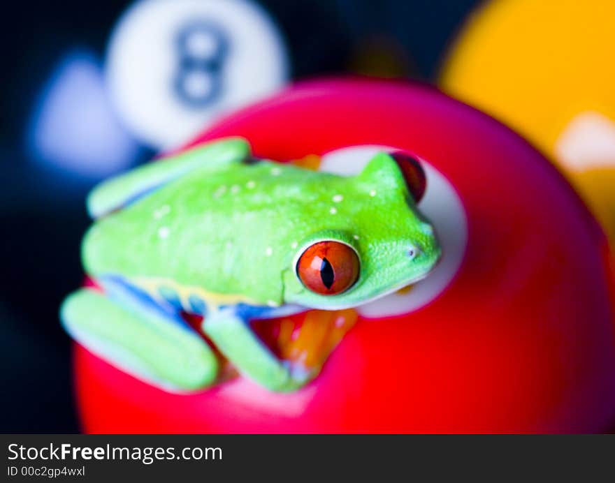 Frog - small animal with smooth skin and long legs that are used for jumping. Frogs live in or near water. / The Agalychnis callidryas, commonly know as the Red-eyed tree Frog is a small (50-75 mm / 2-3 inches) tree frog native to rainforests of Central America. Frog - small animal with smooth skin and long legs that are used for jumping. Frogs live in or near water. / The Agalychnis callidryas, commonly know as the Red-eyed tree Frog is a small (50-75 mm / 2-3 inches) tree frog native to rainforests of Central America.