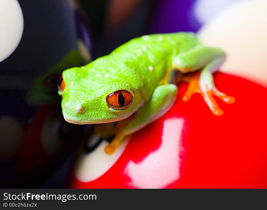 Frog - small animal with smooth skin and long legs that are used for jumping. Frogs live in or near water. / The Agalychnis callidryas, commonly know as the Red-eyed tree Frog is a small (50-75 mm / 2-3 inches) tree frog native to rainforests of Central America. Frog - small animal with smooth skin and long legs that are used for jumping. Frogs live in or near water. / The Agalychnis callidryas, commonly know as the Red-eyed tree Frog is a small (50-75 mm / 2-3 inches) tree frog native to rainforests of Central America.