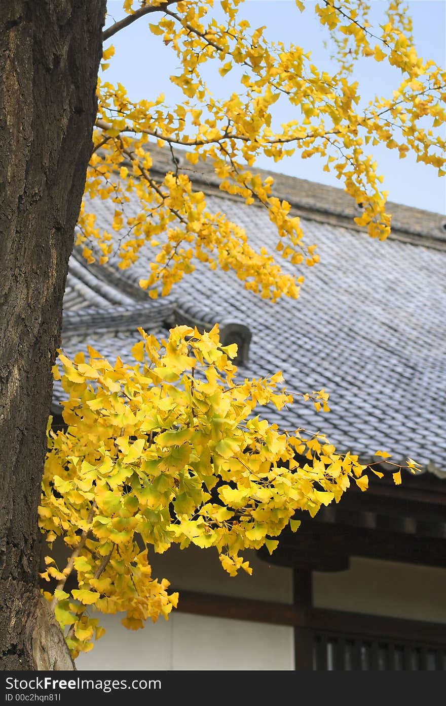 Autumn Japanese temple roof