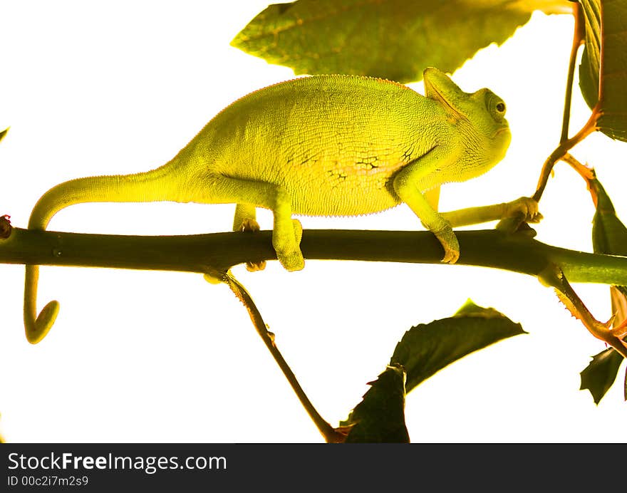 Chameleons belong to one of the best known lizard families. They are famous for their ability to change their color, and also because of their elongated tongue and their eyes which can be moved independently of each other. Their eyes are the most unique among the reptiles. Among other things they can rotate and focus separately to observe two different objects simultaneously. Like snakes, they don't have an outer or a middle ear and seem to be deaf; at least they cannot detect airborne sounds. Chameleons belong to one of the best known lizard families. They are famous for their ability to change their color, and also because of their elongated tongue and their eyes which can be moved independently of each other. Their eyes are the most unique among the reptiles. Among other things they can rotate and focus separately to observe two different objects simultaneously. Like snakes, they don't have an outer or a middle ear and seem to be deaf; at least they cannot detect airborne sounds.