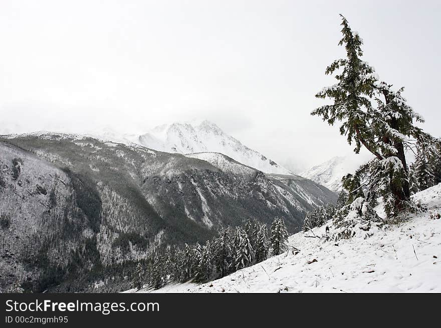 White wood, snow and mountains.