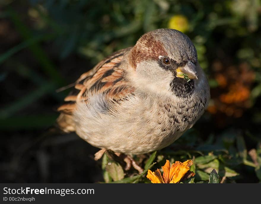 Sparrow close up among flowers in summer day