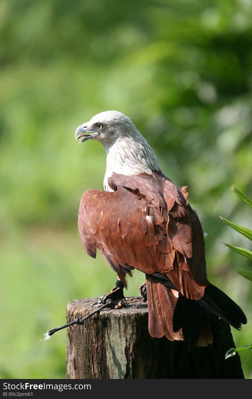 A domesticated hawk stand on trunk