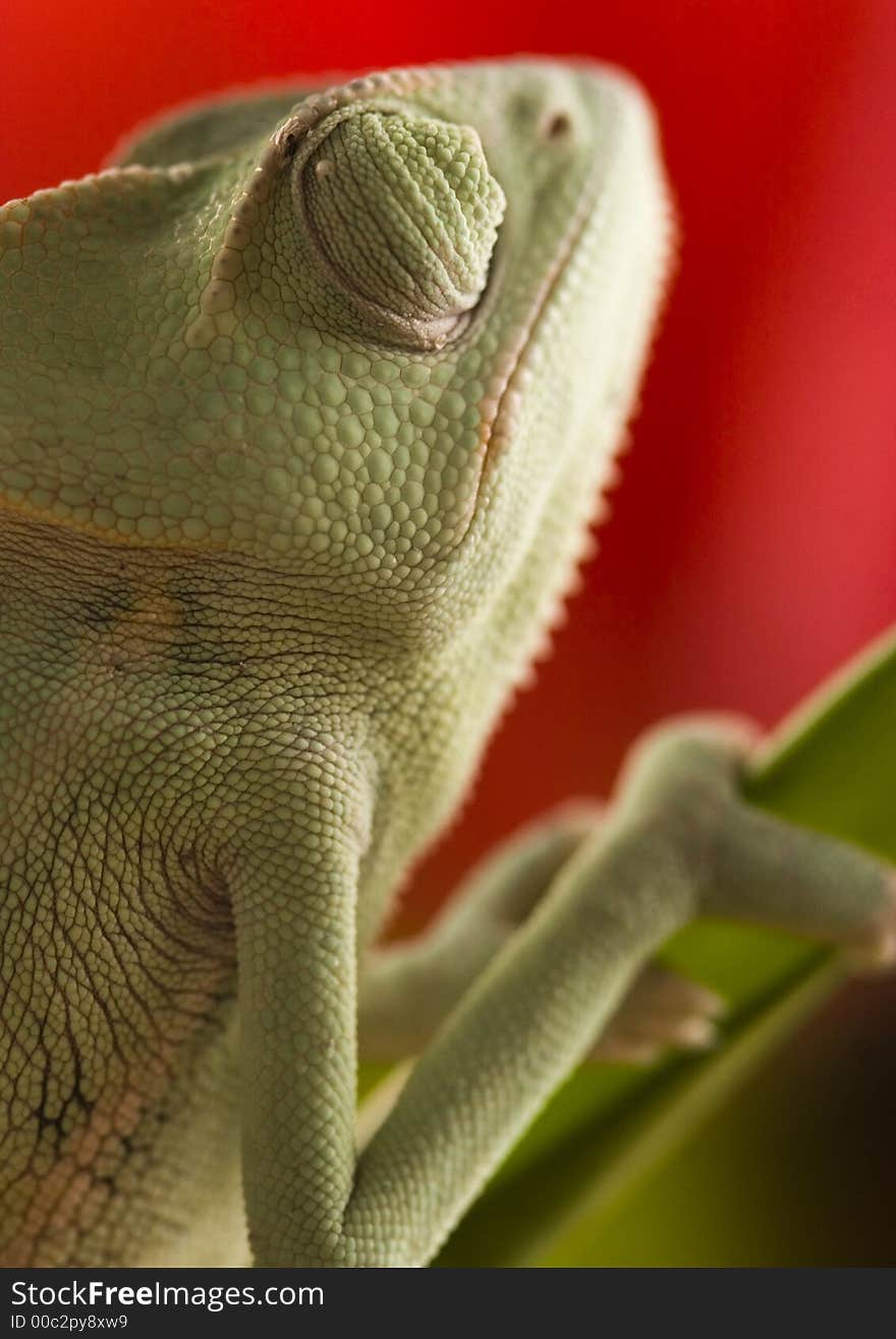 Chameleon on tulip