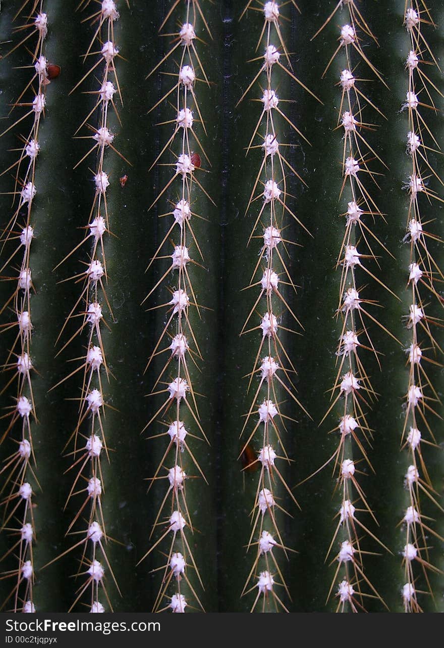 Thorns of succulent in the botanic garden.