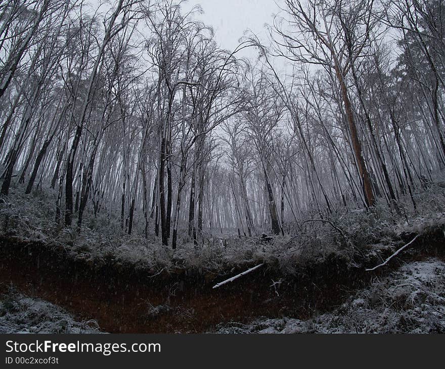 Trees covered in snow and ice near Thredbo New South Wales, Australia. Trees covered in snow and ice near Thredbo New South Wales, Australia