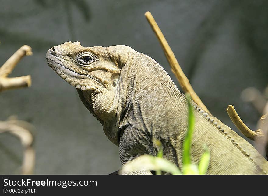 Rhinoceros Iguana 3