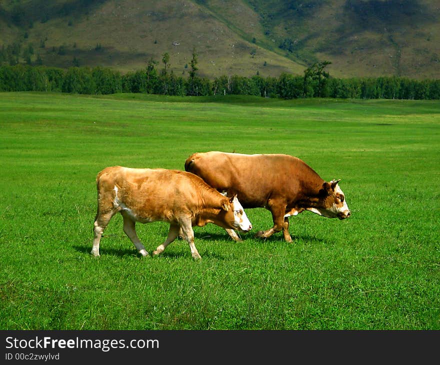 A pair of a cows on a russian meadow. A pair of a cows on a russian meadow