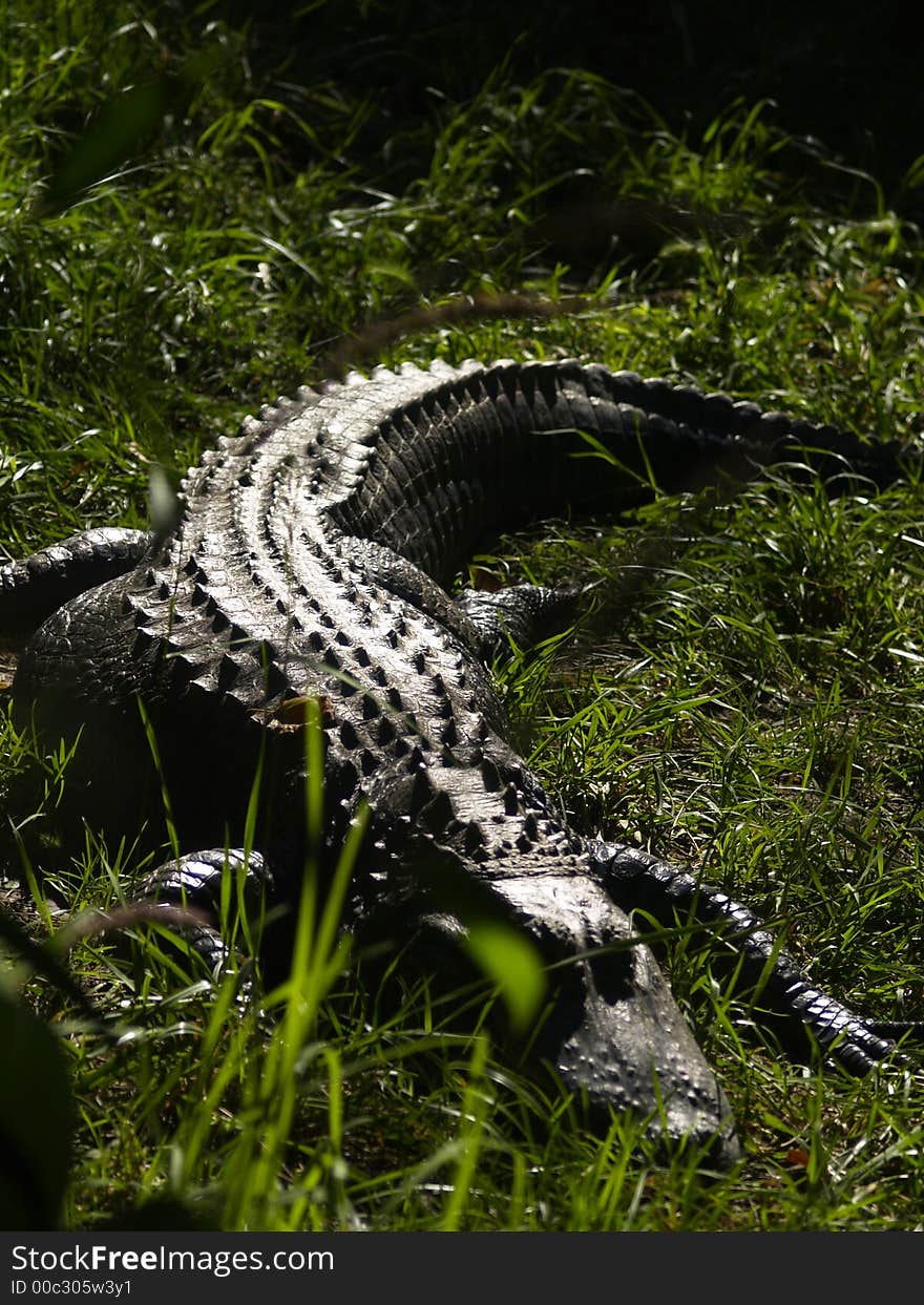 Sun baking alligator