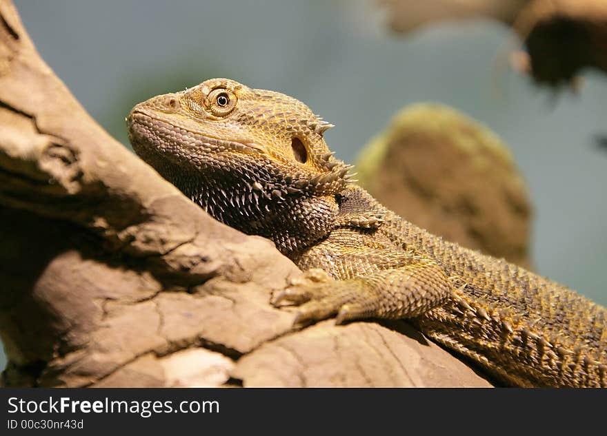 Bearded Dragon 8