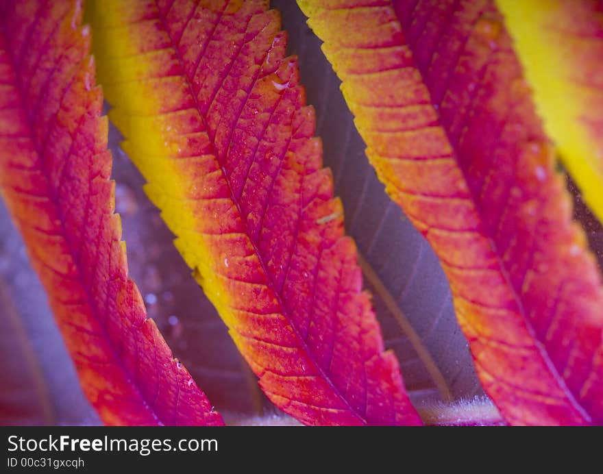 In botany, a leaf is an above-ground plant organ specialized for photosynthesis. For this purpose, a leaf is typically flat (laminar) and thin, to expose the chloroplast containing cells (chlorenchyma tissue) to light over a broad area, and to allow light to penetrate fully into the tissues. Leaves can store food and water.