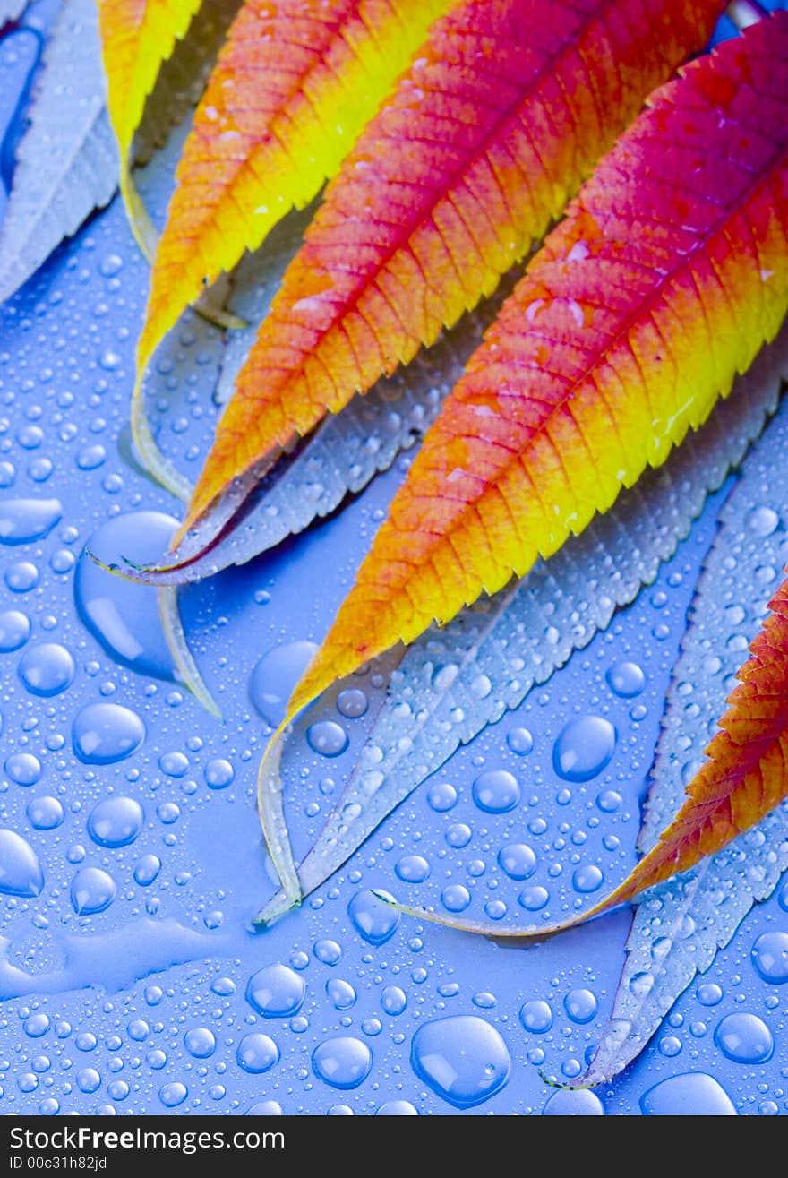 Wet leaves