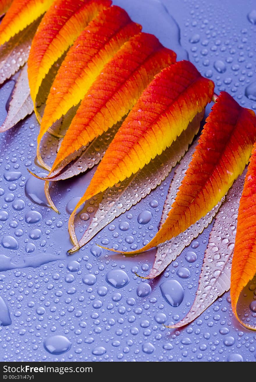 Wet leaves