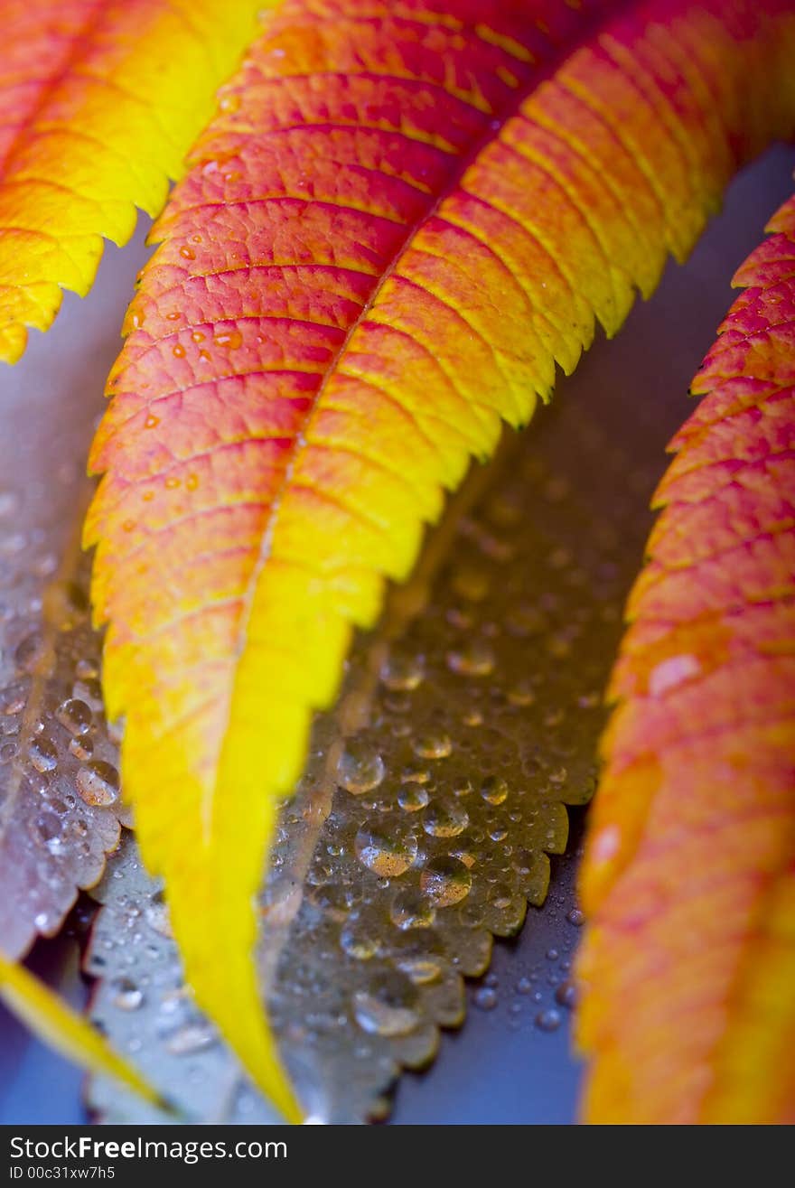 Colourful leaves