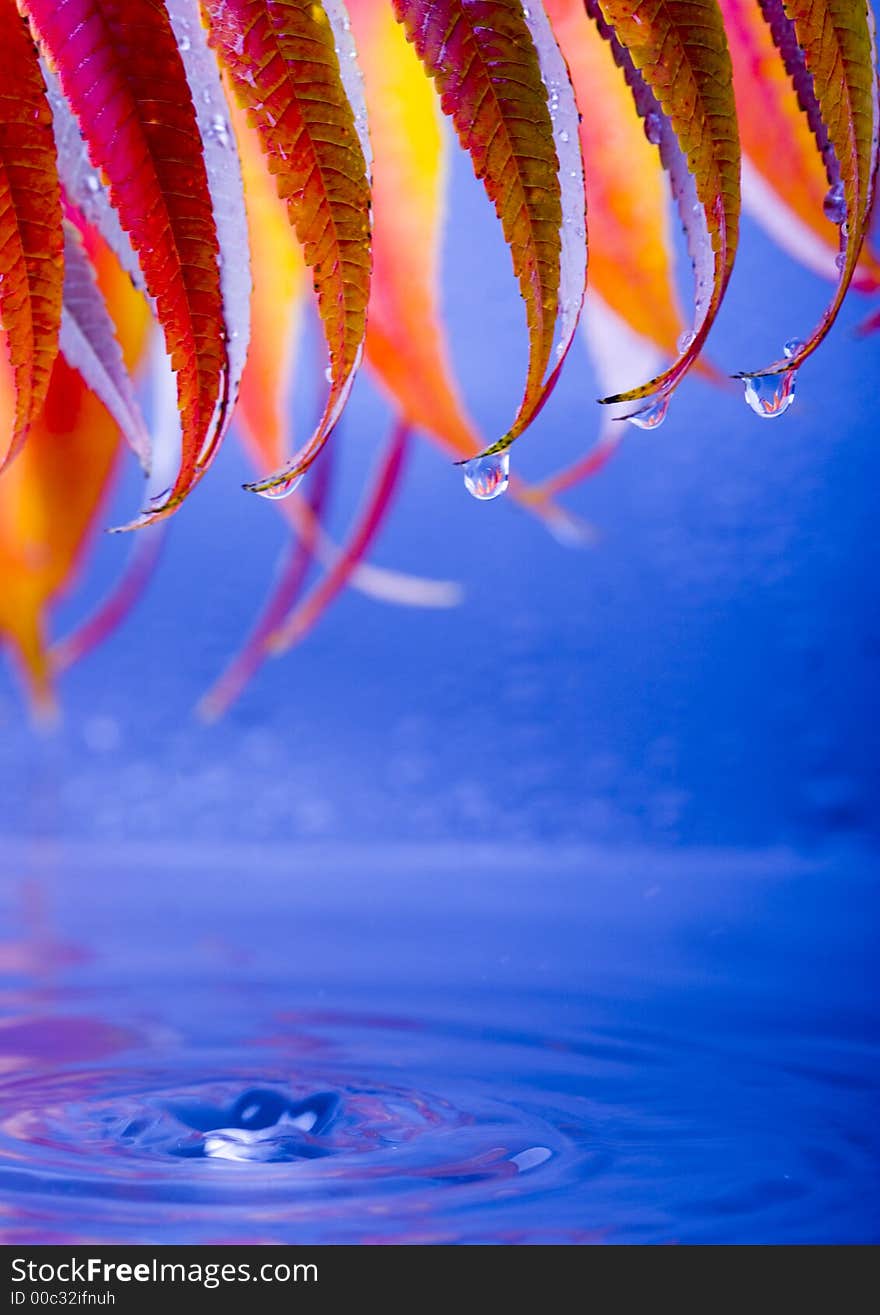 Wet leaves