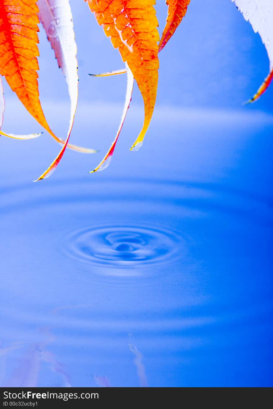 In botany, a leaf is an above-ground plant organ specialized for photosynthesis. For this purpose, a leaf is typically flat (laminar) and thin, to expose the chloroplast containing cells (chlorenchyma tissue) to light over a broad area, and to allow light to penetrate fully into the tissues. Leaves can store food and water. In botany, a leaf is an above-ground plant organ specialized for photosynthesis. For this purpose, a leaf is typically flat (laminar) and thin, to expose the chloroplast containing cells (chlorenchyma tissue) to light over a broad area, and to allow light to penetrate fully into the tissues. Leaves can store food and water.