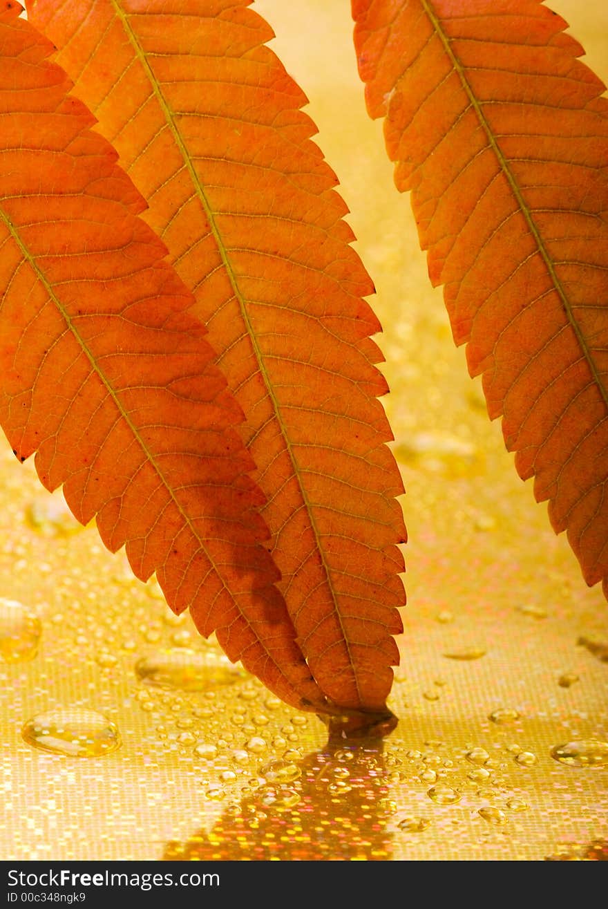 In botany, a leaf is an above-ground plant organ specialized for photosynthesis. For this purpose, a leaf is typically flat (laminar) and thin, to expose the chloroplast containing cells (chlorenchyma tissue) to light over a broad area, and to allow light to penetrate fully into the tissues. Leaves can store food and water.