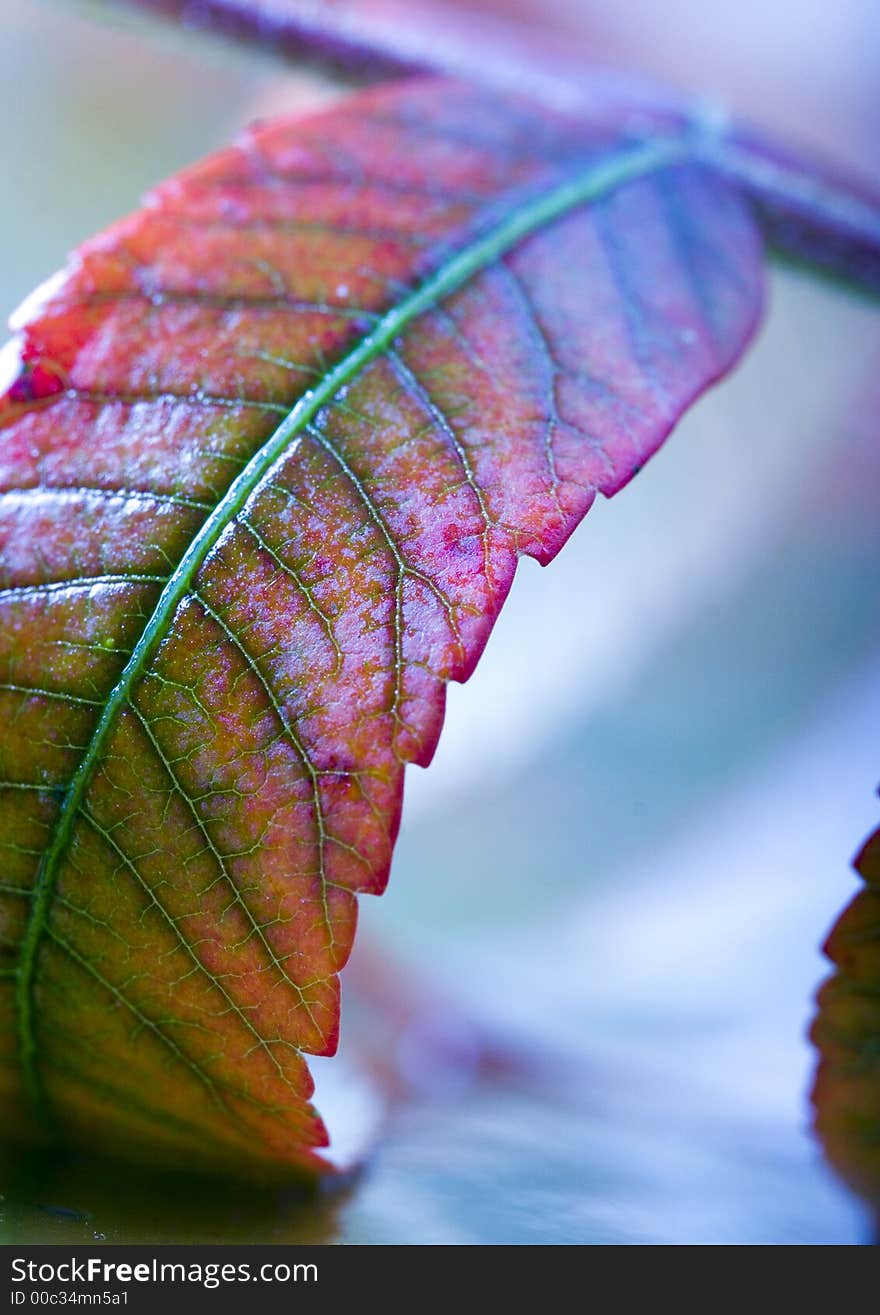 In botany, a leaf is an above-ground plant organ specialized for photosynthesis. For this purpose, a leaf is typically flat (laminar) and thin, to expose the chloroplast containing cells (chlorenchyma tissue) to light over a broad area, and to allow light to penetrate fully into the tissues. Leaves can store food and water.