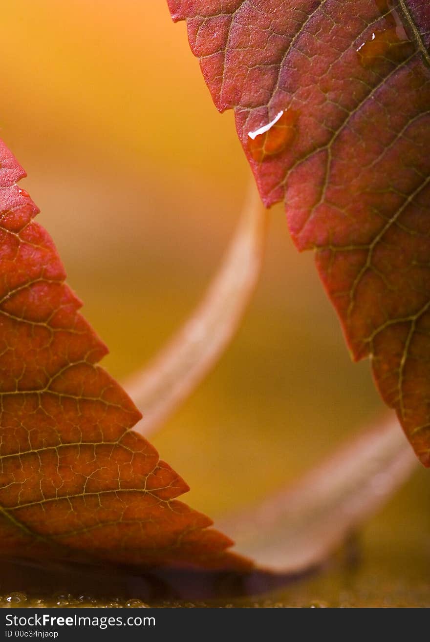 In botany, a leaf is an above-ground plant organ specialized for photosynthesis. For this purpose, a leaf is typically flat (laminar) and thin, to expose the chloroplast containing cells (chlorenchyma tissue) to light over a broad area, and to allow light to penetrate fully into the tissues. Leaves can store food and water.