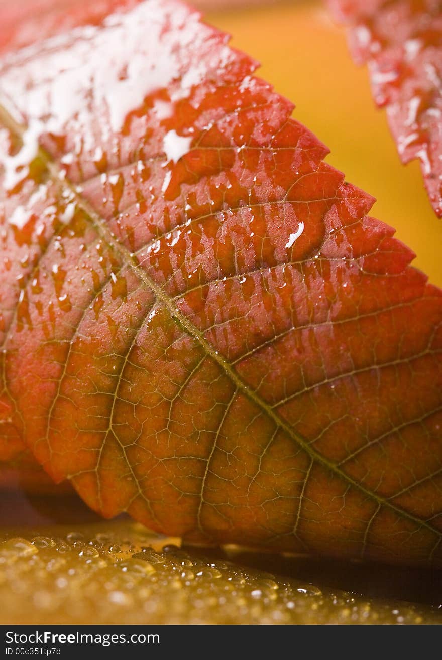 In botany, a leaf is an above-ground plant organ specialized for photosynthesis. For this purpose, a leaf is typically flat (laminar) and thin, to expose the chloroplast containing cells (chlorenchyma tissue) to light over a broad area, and to allow light to penetrate fully into the tissues. Leaves can store food and water.