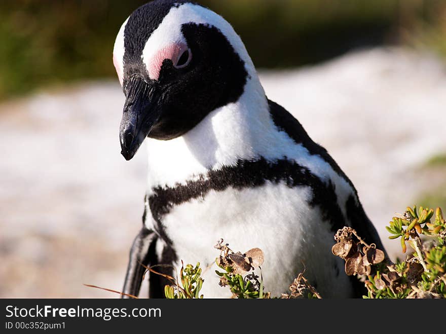 Jackass penguin in the bushes