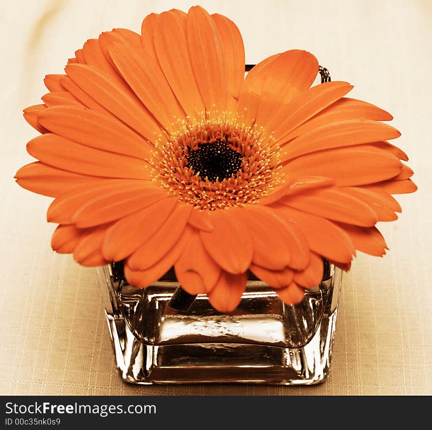 Orange gerbera daisy in the glass. Orange gerbera daisy in the glass.