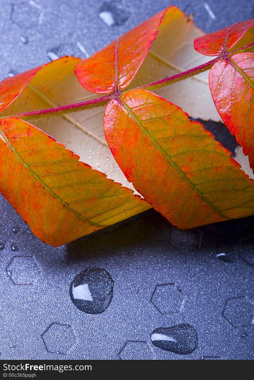 Wet leaves