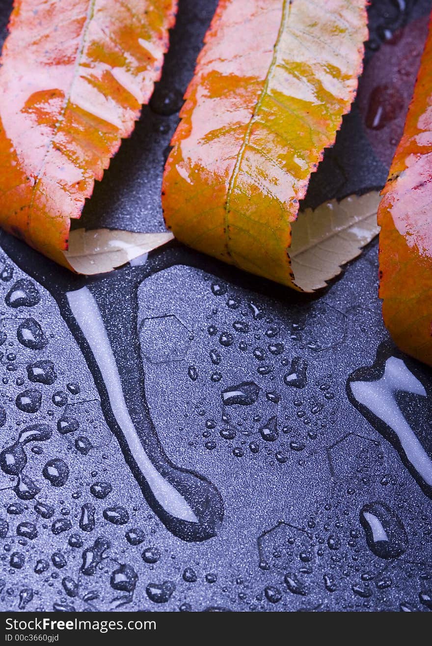 Wet leaves