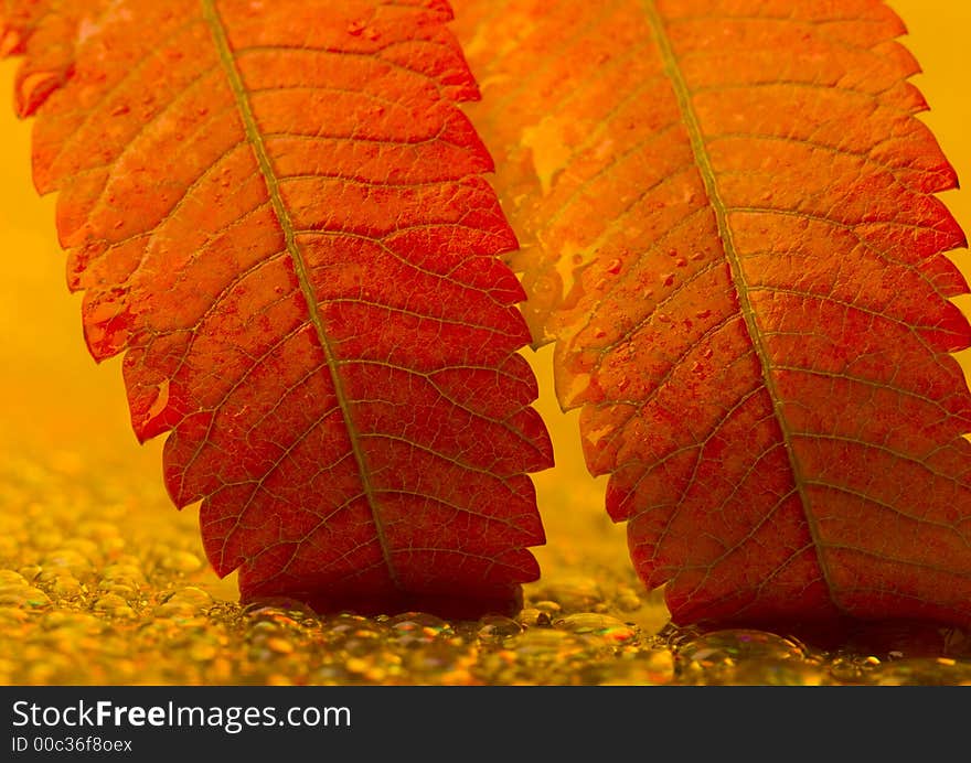 In botany, a leaf is an above-ground plant organ specialized for photosynthesis. For this purpose, a leaf is typically flat (laminar) and thin, to expose the chloroplast containing cells (chlorenchyma tissue) to light over a broad area, and to allow light to penetrate fully into the tissues. Leaves can store food and water.