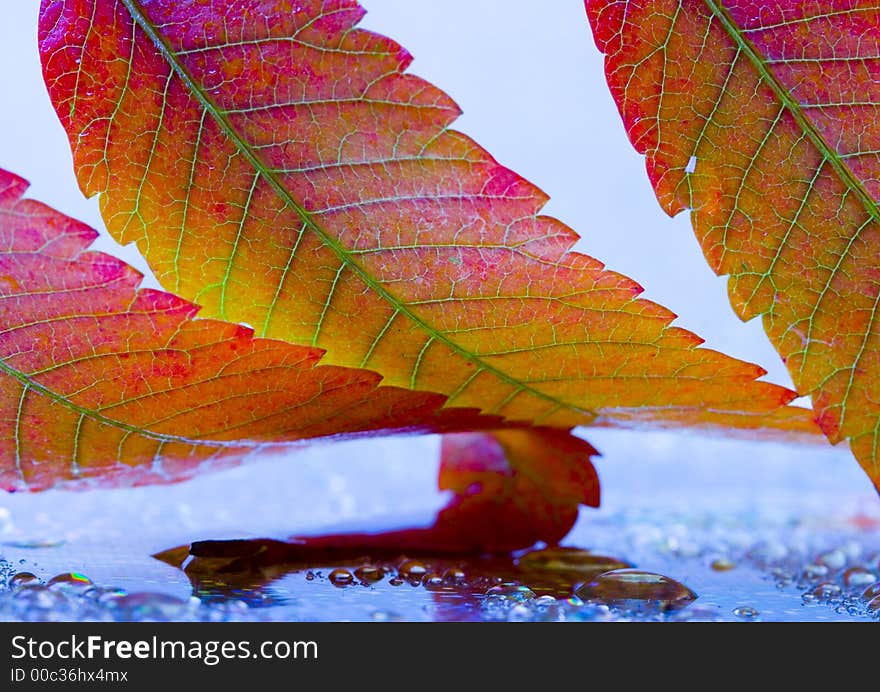 In botany, a leaf is an above-ground plant organ specialized for photosynthesis. For this purpose, a leaf is typically flat (laminar) and thin, to expose the chloroplast containing cells (chlorenchyma tissue) to light over a broad area, and to allow light to penetrate fully into the tissues. Leaves can store food and water. In botany, a leaf is an above-ground plant organ specialized for photosynthesis. For this purpose, a leaf is typically flat (laminar) and thin, to expose the chloroplast containing cells (chlorenchyma tissue) to light over a broad area, and to allow light to penetrate fully into the tissues. Leaves can store food and water.