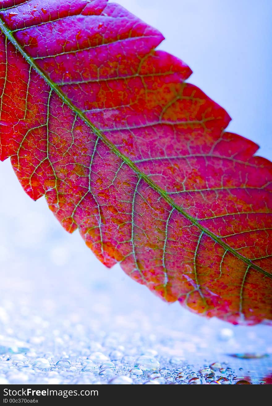 In botany, a leaf is an above-ground plant organ specialized for photosynthesis. For this purpose, a leaf is typically flat (laminar) and thin, to expose the chloroplast containing cells (chlorenchyma tissue) to light over a broad area, and to allow light to penetrate fully into the tissues. Leaves can store food and water.