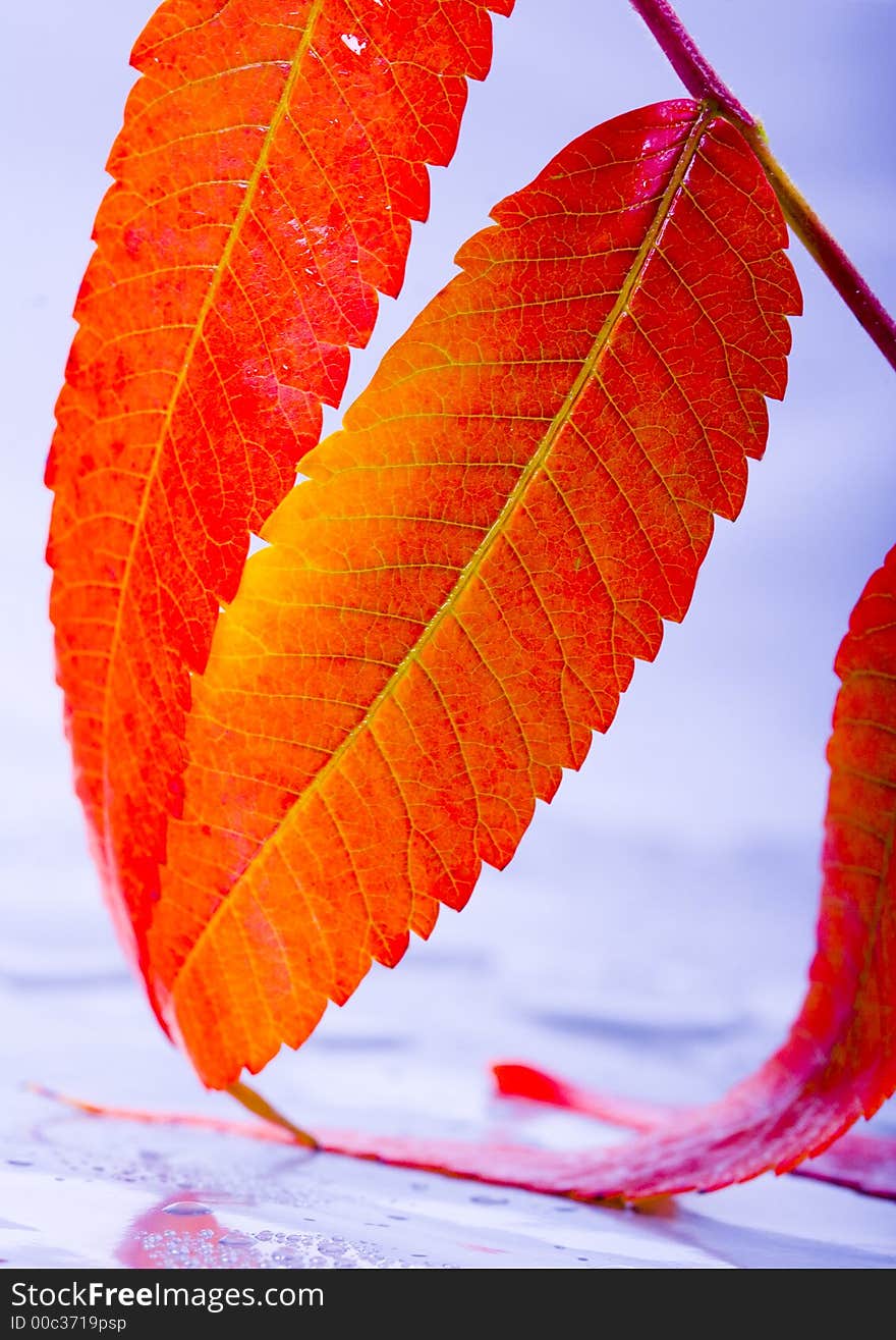 Colourful Leaves