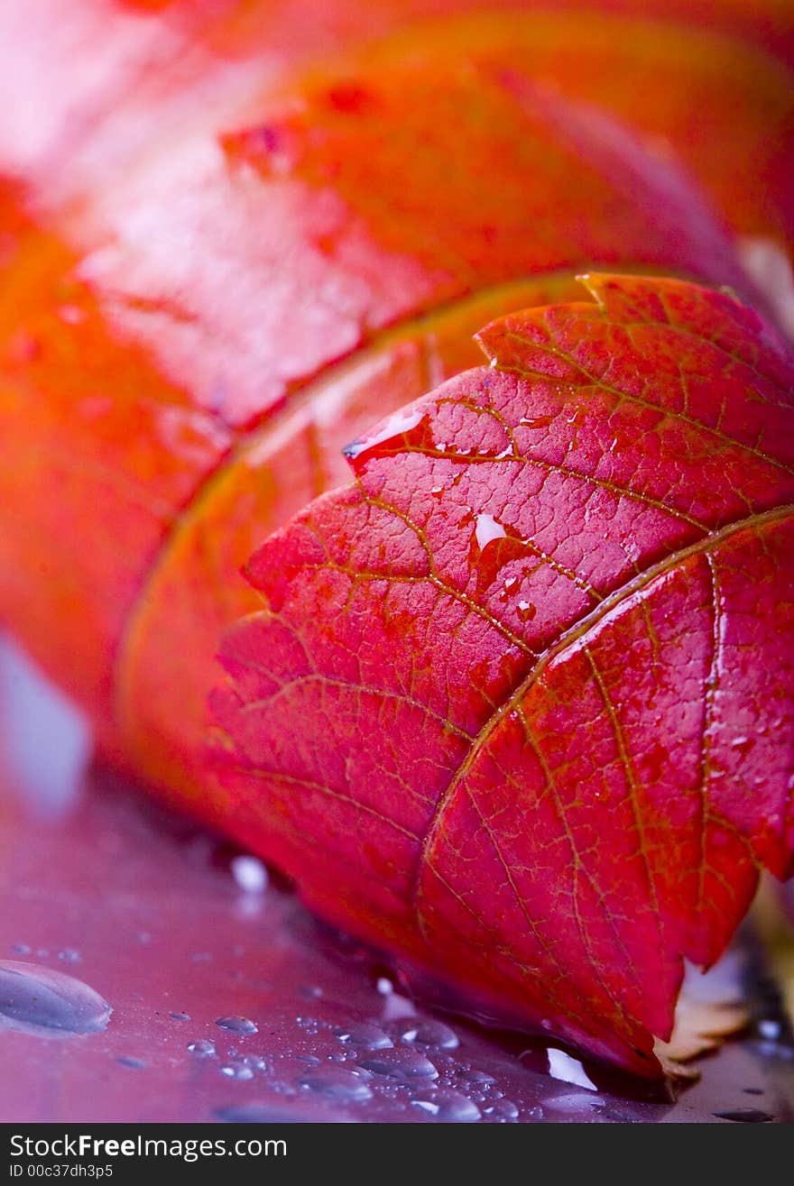 Colourful Leaves