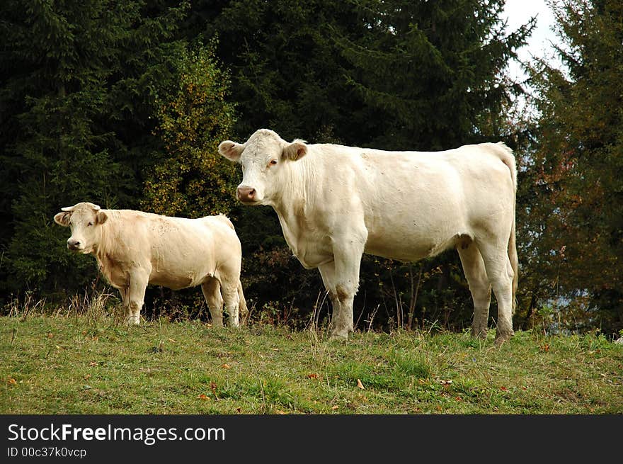 Cows in the green field