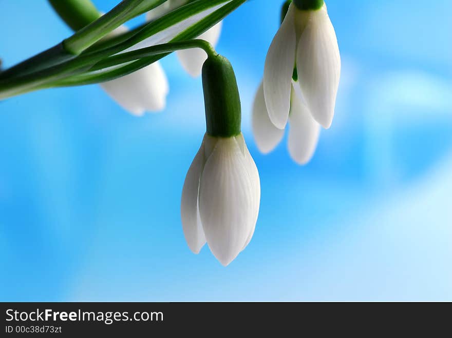 Snowdrop flower against blue sky