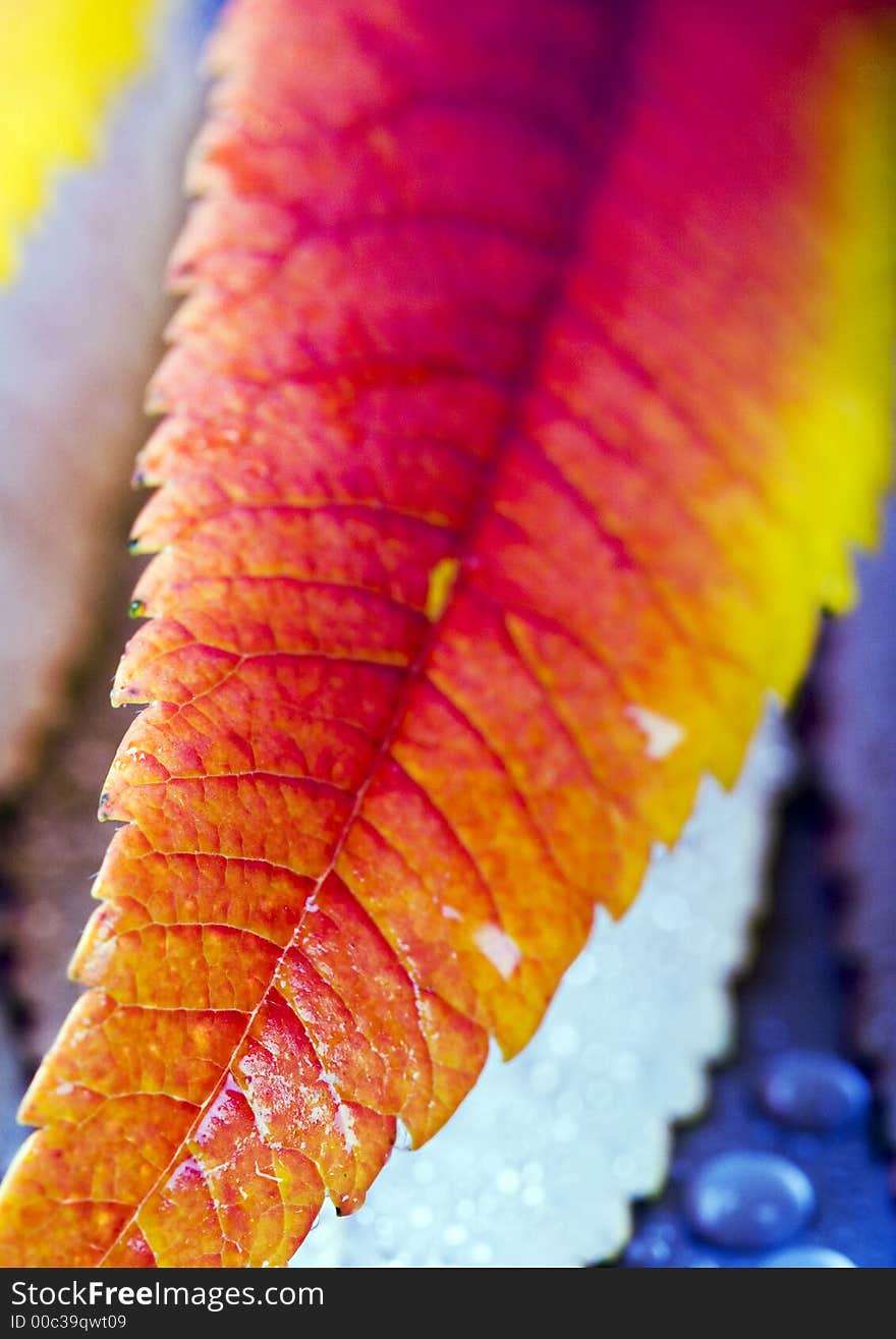 In botany, a leaf is an above-ground plant organ specialized for photosynthesis. For this purpose, a leaf is typically flat (laminar) and thin, to expose the chloroplast containing cells (chlorenchyma tissue) to light over a broad area, and to allow light to penetrate fully into the tissues. Leaves can store food and water.