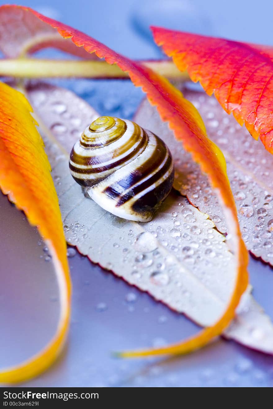 Colourful leaves