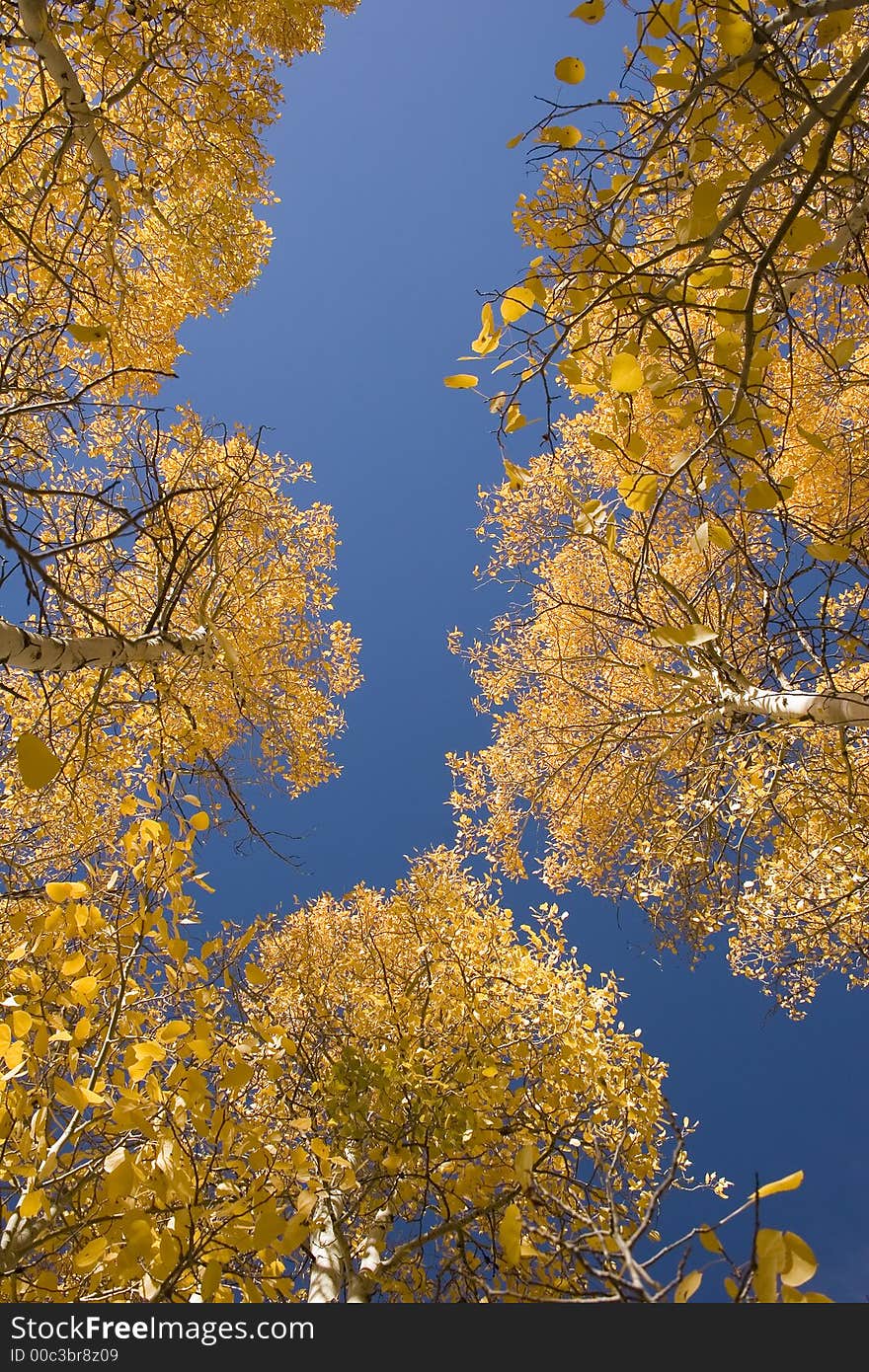 Aspen trees in autumd with a blue sky background. Aspen trees in autumd with a blue sky background